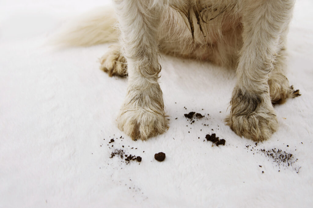 Pet-Friendly Design: the entryway / https://www.istockphoto.com/photo/close-up-dirty-and-muddy-dog-carpet-at-home-gm1146516653-308957425