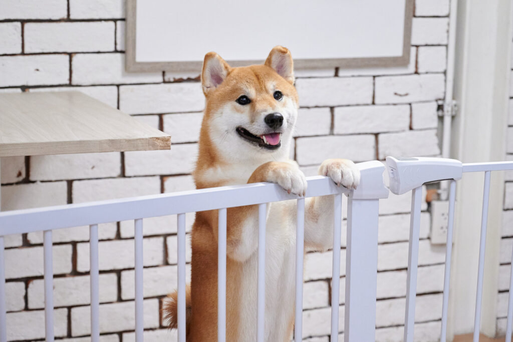 Pet-Friendly Design: Pet Gates / https://www.istockphoto.com/photo/a-chiba-dog-smiling-gm1254536754-366708737